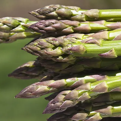 Asparagi