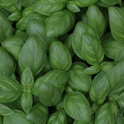 Basilico