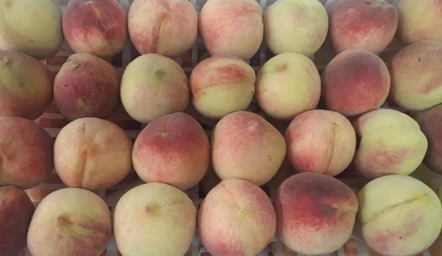 Bivona IGP Peach