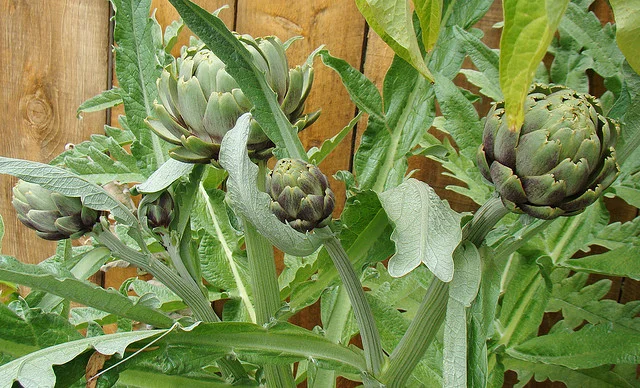 Carciofi
