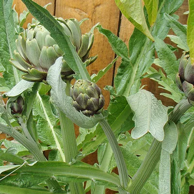 Carciofi