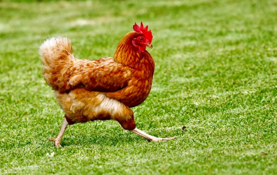 Carne di pollo