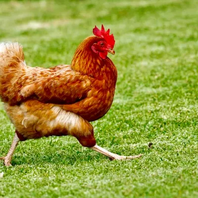 Carne di pollo