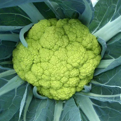 Cavolfiore