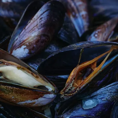 Cozze