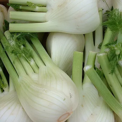 Finocchio