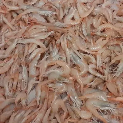 Gamberetti