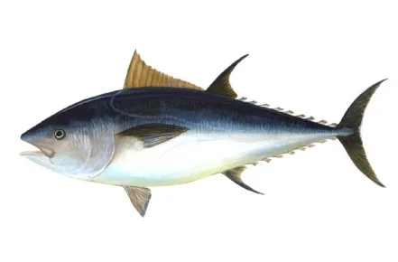 Lattume salato condito