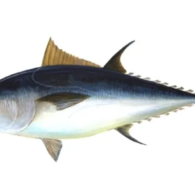 Lattume salato condito