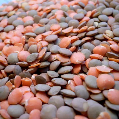 Lenticchie