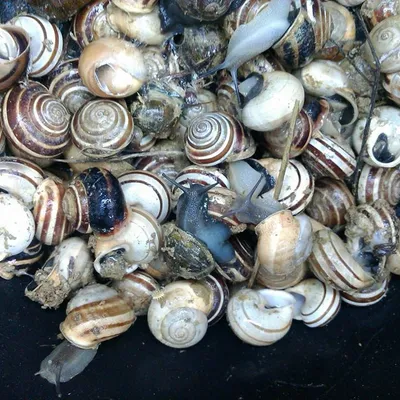 Lumache
