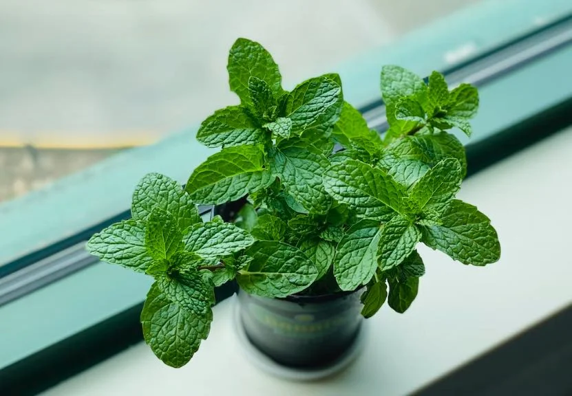 Menta