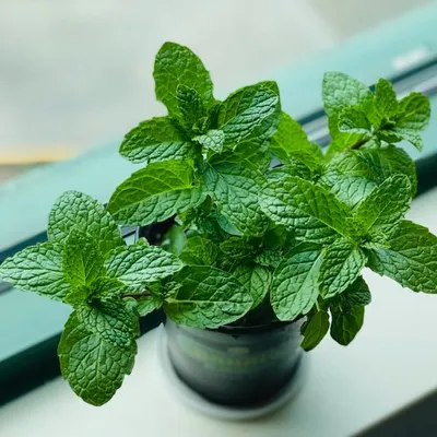 Menta