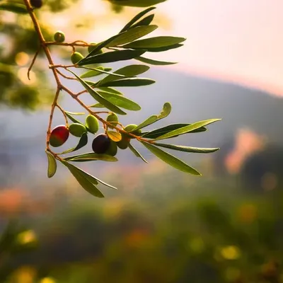 Olio di oliva