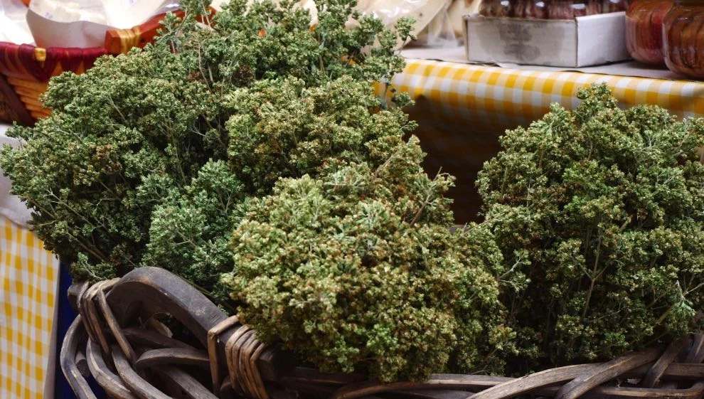 Origano