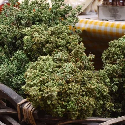 Origano