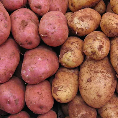 Patate
