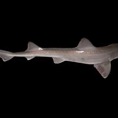Pesce palombo