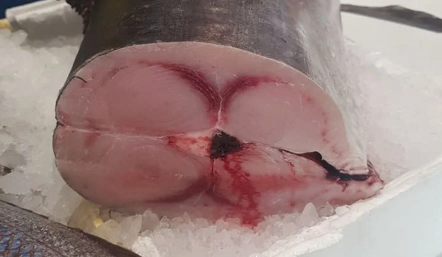 Pesce spada