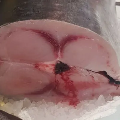 Pesce spada