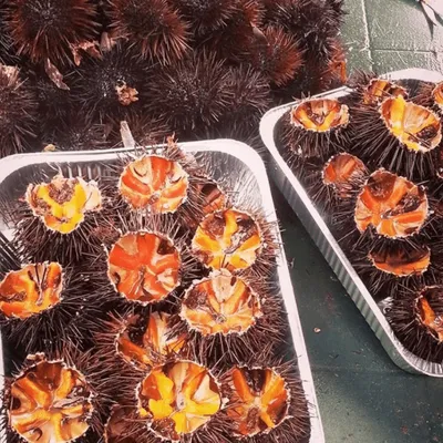 Ricci di mare col pane