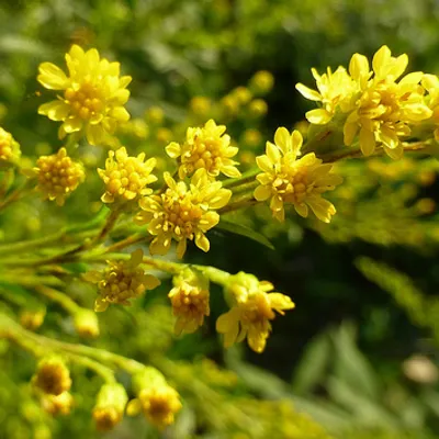 Rosolio di citronella