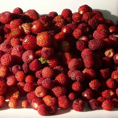 Rosolio di fragoline
