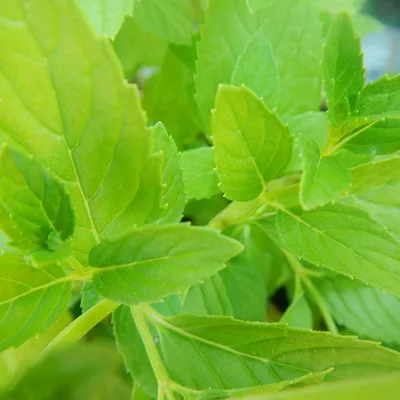 Rosolio di menta