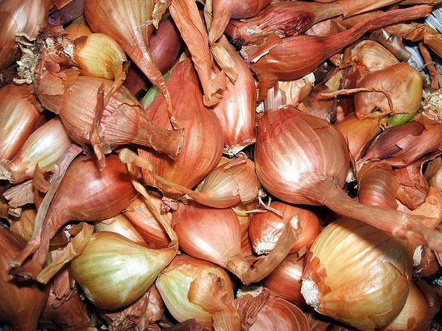 Scalogno