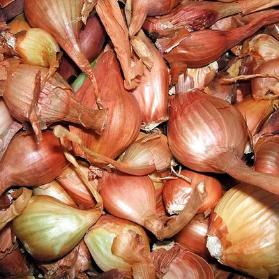 Scalogno