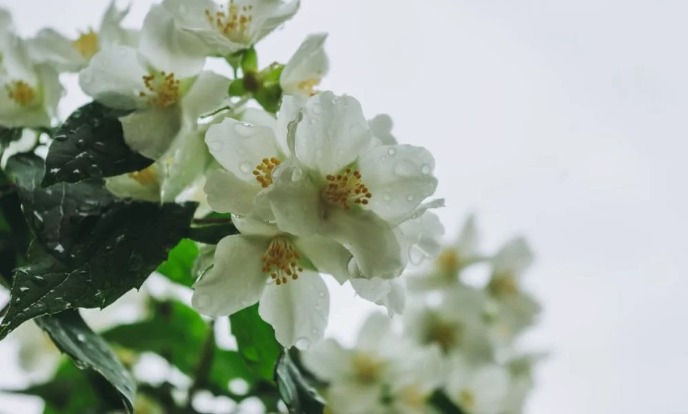 Sicilian Jasmine Granita: A Taste of Summer Tradition