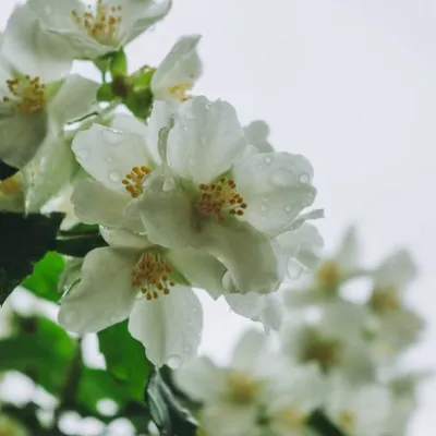 Sicilian Jasmine Granita: A Taste of Summer Tradition