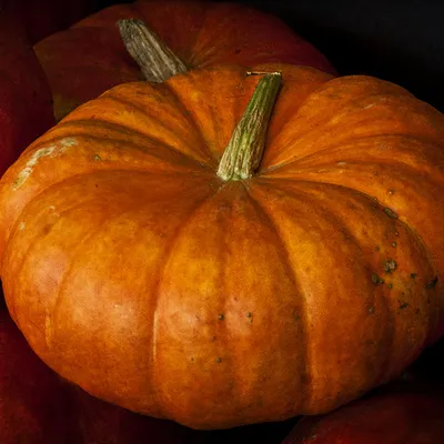 Zucca gialla